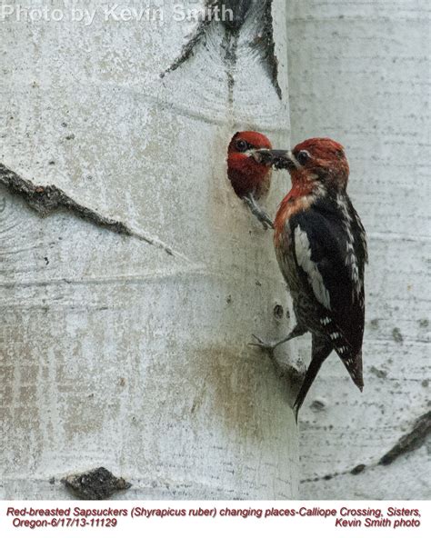 Red-breasted Sapsucker - East Cascades Audubon Society