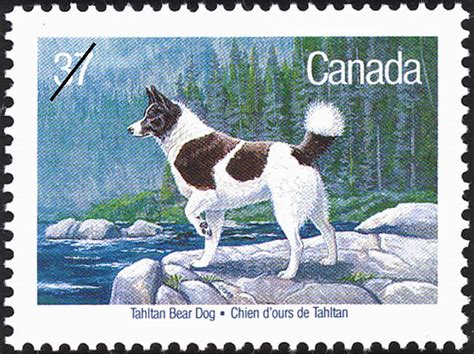 Tahltan Bear Dog | The Canadian Encyclopedia