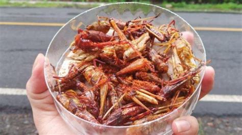 Belalang, Makanan Alternatif Masyarakat Gunung Kidul yang Kaya Protein