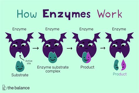 Unveiling the Power of Minerals in Enzyme Reactions and Detoxification ...