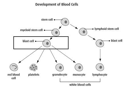 Acute Myeloid Leukemia (AML) - Leukemia / Bone Marrow Transplant Program