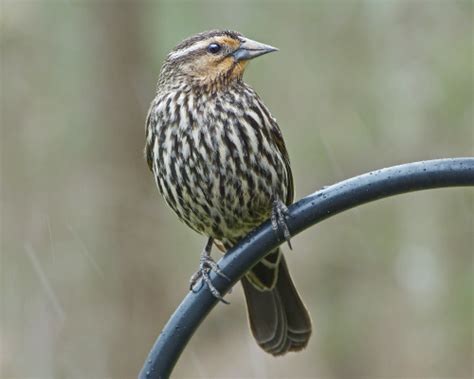 Red-winged Blackbird female - FeederWatch