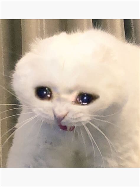 Crying Cat Meme Template