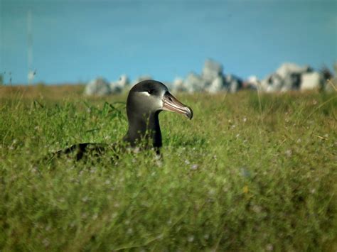 Return of the Albatross to Midway Atoll - Island Conservation