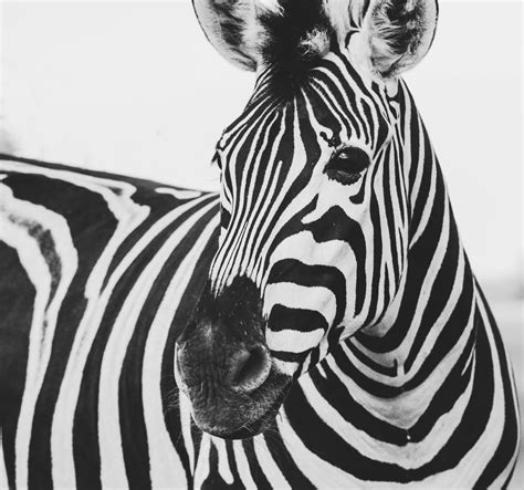 black and white striped zebra in a black and white picture in ...