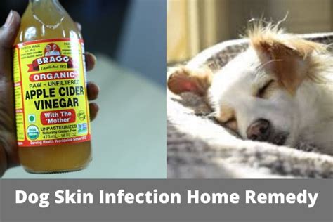 Dog Skin Infection Home Remedy