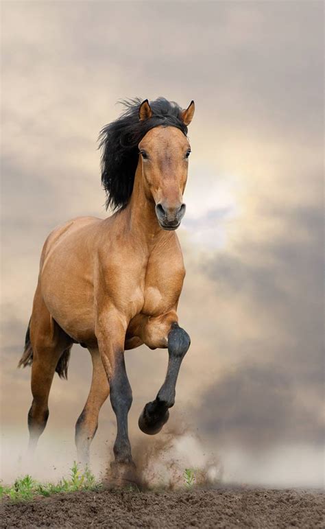 Mustang Horse - Animal Facts Encyclopedia