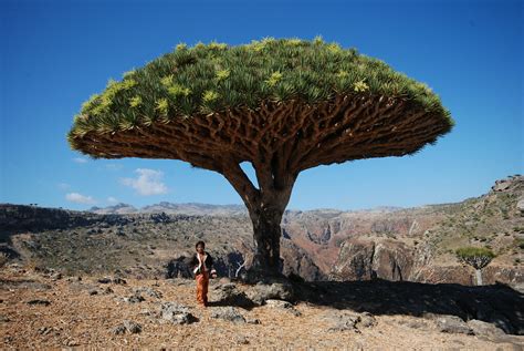 Dragon-Blood Tree | Socotra Island | Philipp Medicus | Flickr