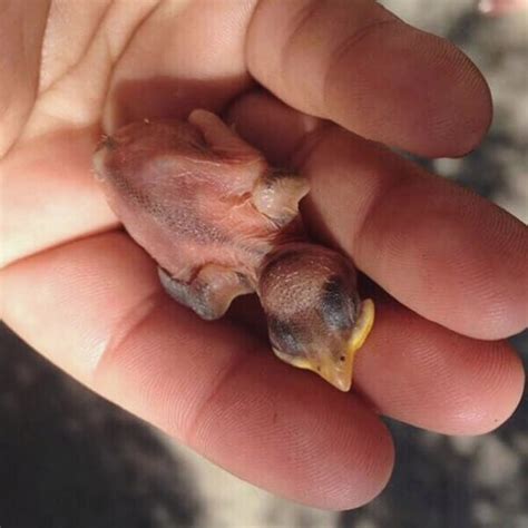 How to Save Baby Birds | Action | PETA.org