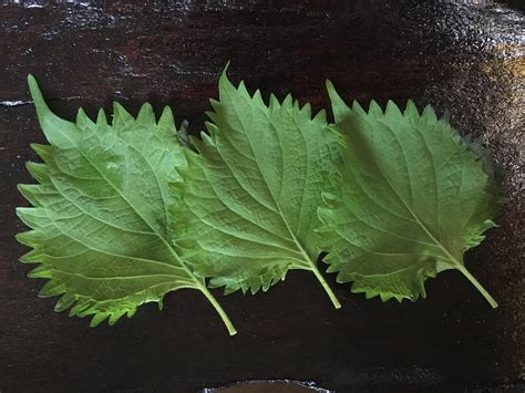 Shiso Leaf Decoration Or Tasty? - Obsessed with Japan