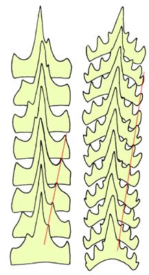 Cephalopod Radula