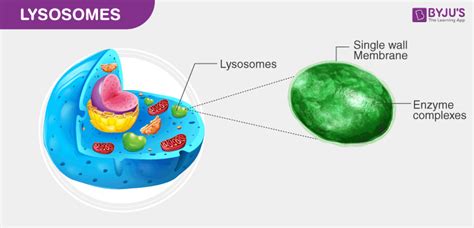 Lysosomes In Animal Cell