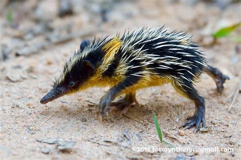 The lowland streaked tenrec (Hemicentetes semispinosus) is a small ...