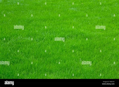 Green lawn grass texture background Stock Photo - Alamy