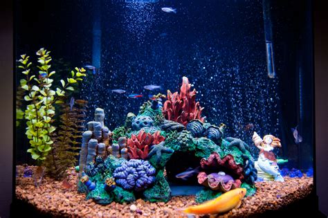 Lighting for a Saltwater Aquarium