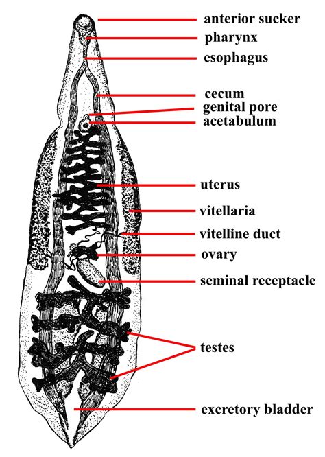 Animal Parasitology