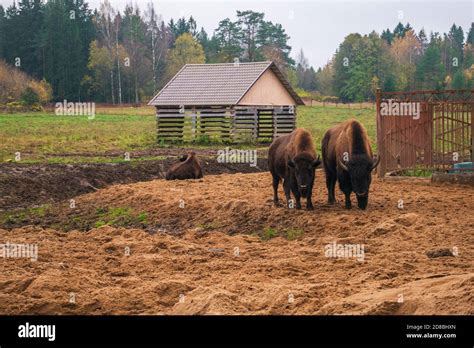 Family of herbivorous bison in their habitat Stock Photo - Alamy