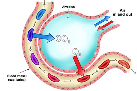 An alveolus is where oxygen is exchanged with the blood