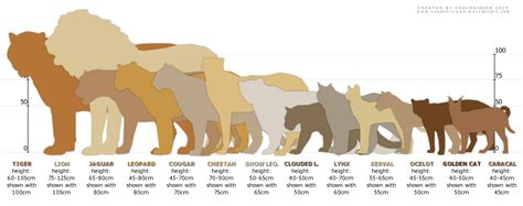 Comparison Chart: Feliformia by Couchkissen on DeviantArt