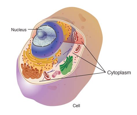 Cytoplasm - Definition and Examples - Biology Online Dictionary