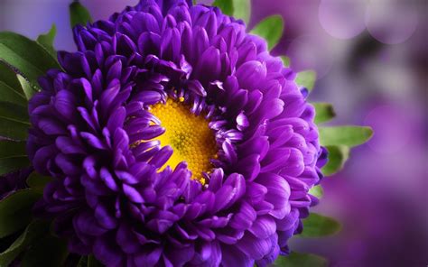 Purple Flowers Wallpapers High Quality | Download Free