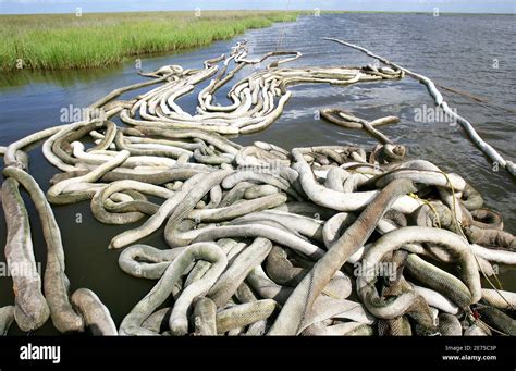 Cleaned up canal hi-res stock photography and images - Alamy