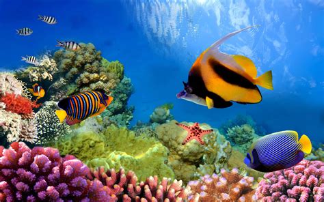 Ultra HD Underwater Wallpapers - Top Free Ultra HD Underwater ...