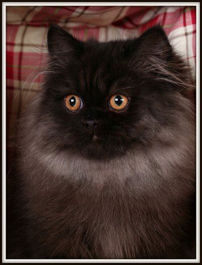 Black Persian Kittens for sale, Black kittens, Black Persian kittens ...