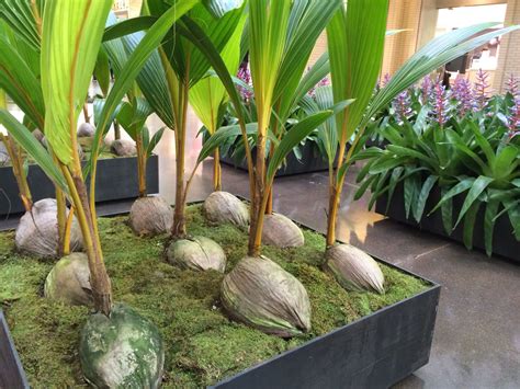 Coconut palm tree seedlings | Coconut palm tree, Tree seedlings, Palm trees