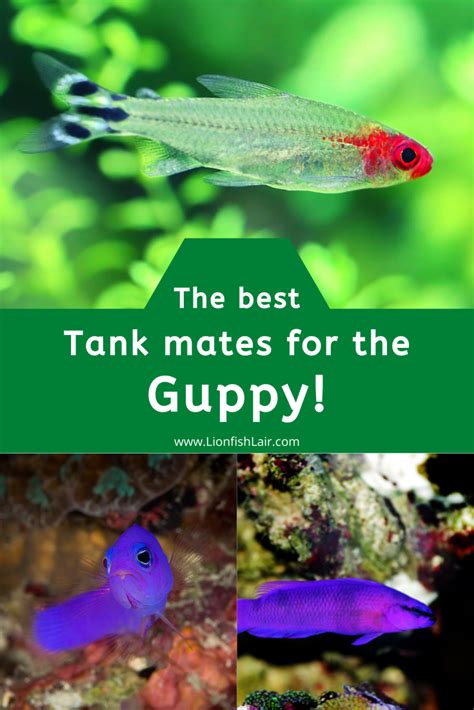 Best Guppy Tank Mates: Explore 8 Compatible Options