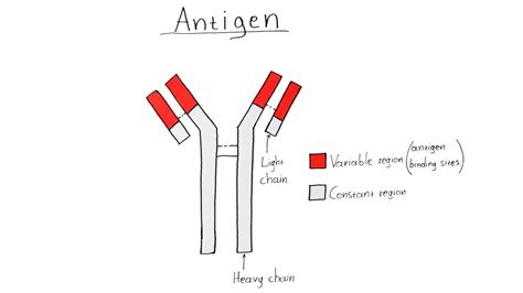 How to Draw an Αntibody - Molecular Structure - YouTube