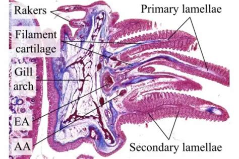 Fish Gill: Types, Structure And Function - Fish Article