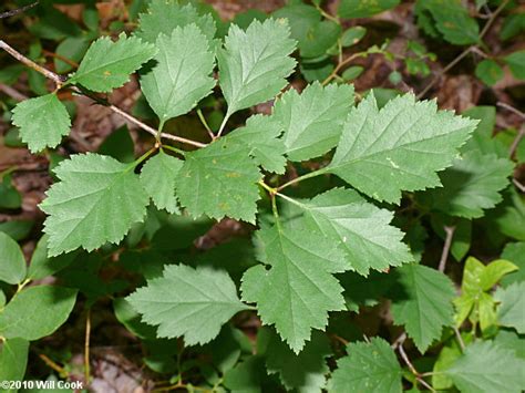 Fanleaf Hawthorn (Crataegus flabellata)