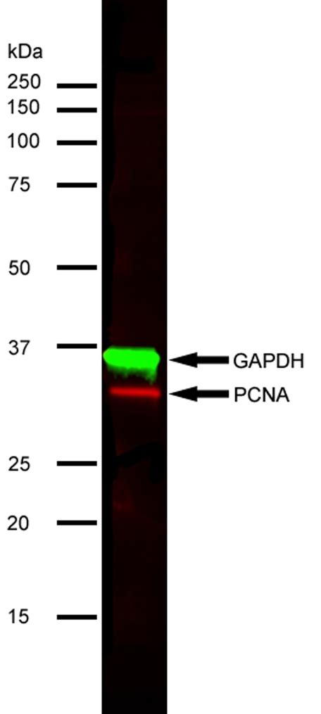 Anti Mouse IgG (H/L) (Multi Species Adsorbed) Antibody | Bio-Rad