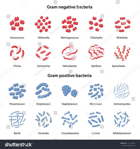 Gram Negative And Gram Positive Bacteria