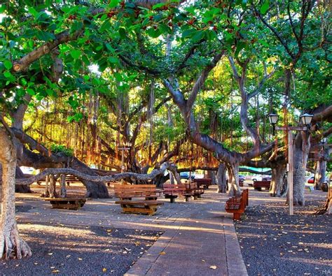 Lahaina Banyan Court Park - All You Need to Know BEFORE You Go (2024)