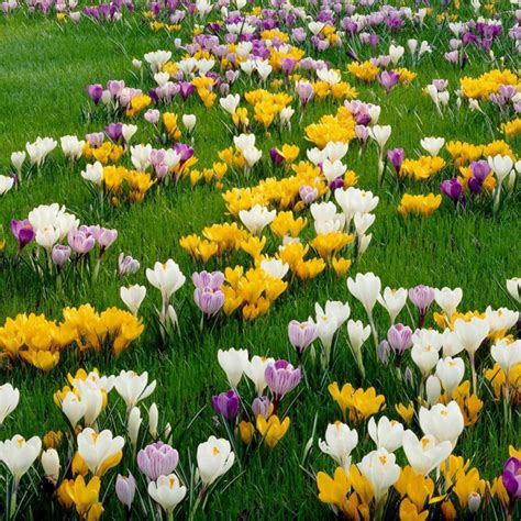 Crocus botanical mix - bulbs - Price €4.50