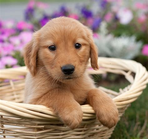 Pictures Of Golden Retrievers - Golden Retriever Photo Gallery