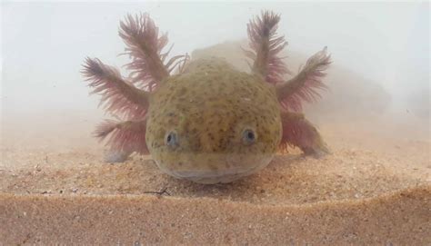 Breeding Axolotls - your guide to how to care for and breed to egg laying