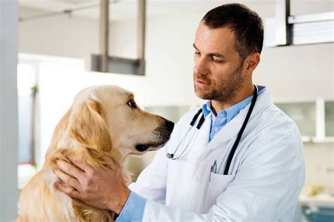 What you should know about veterinary hospitals – Gaaco