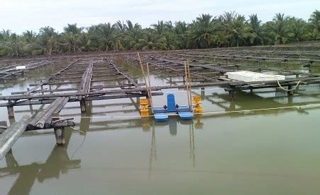 Inilah Jenis Ikan Budidaya Tambak yang Cukup Menggiurkan - PT. Kencana ...