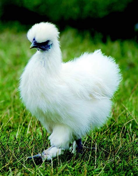 Top 10 Chicken Breeds for Kids | Chicken breeds, Chickens backyard ...