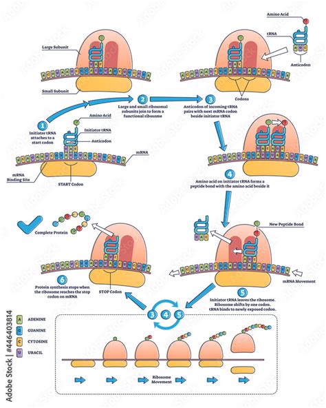 Dna Rna Diagram