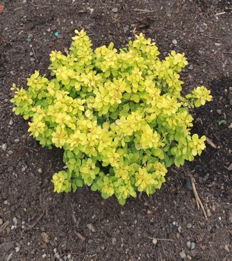 Berberis 'Gold Nugget™' Japanese Barberry 8'' Pot - Hello Hello Plants