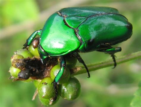 Green Scarab Beetle from India is structurally coloured according to ...