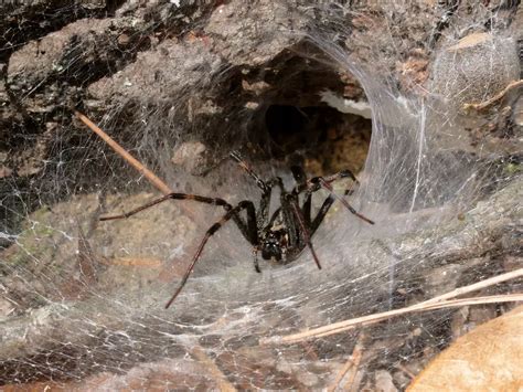 4 Signs That You Have Spider Infestation at Home - PestGuide.org