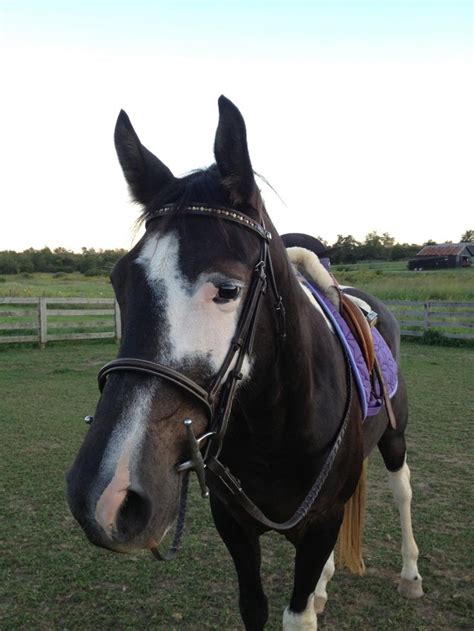 a brown and white horse standing on top of a lush green field