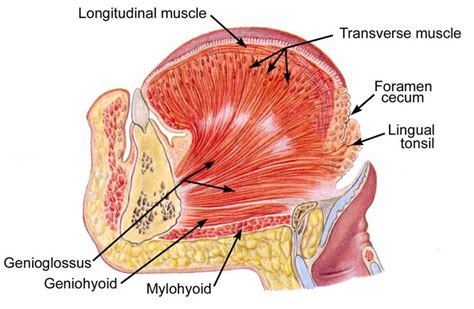 Image result for human tongue | Tongue muscles, Anatomy, Anatomy of the ...