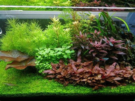 Aquascaping www.pinterest.es/acuario3web/ twitter.com/acuario3web ...