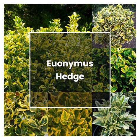 How to Grow Euonymus Hedge - Plant Care & Tips | NorwichGardener